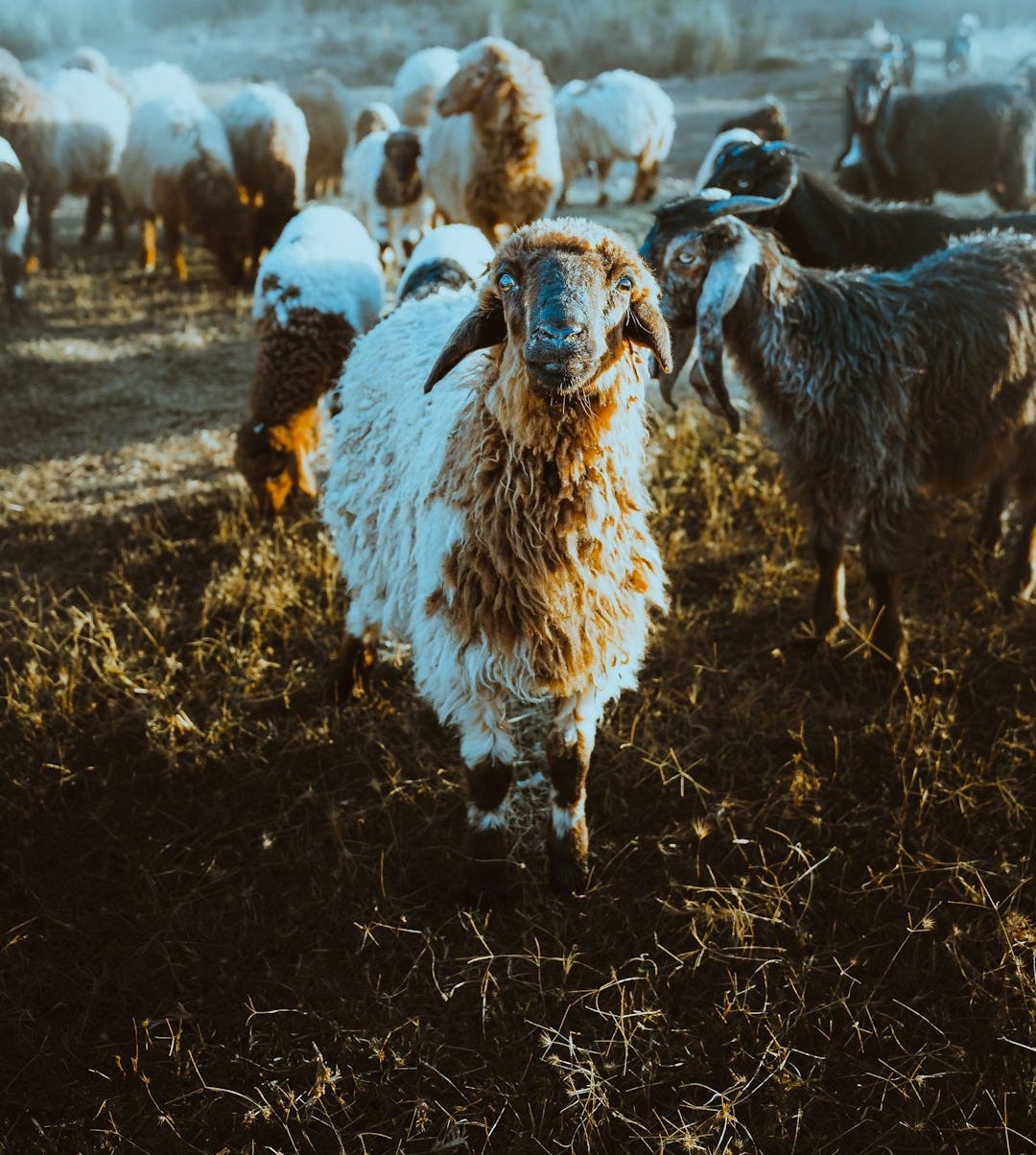 a herd of sheep in a field