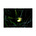 Jonaki's avatar