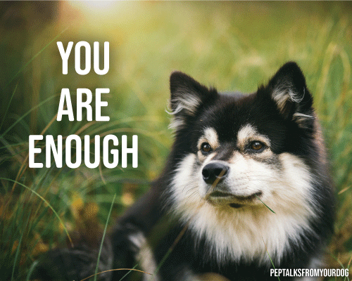 You are enough dog in meadow