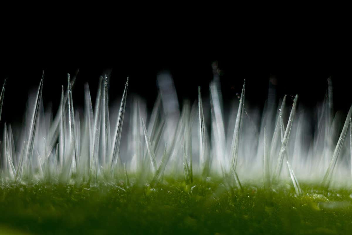 stinging hairs stinging hairs