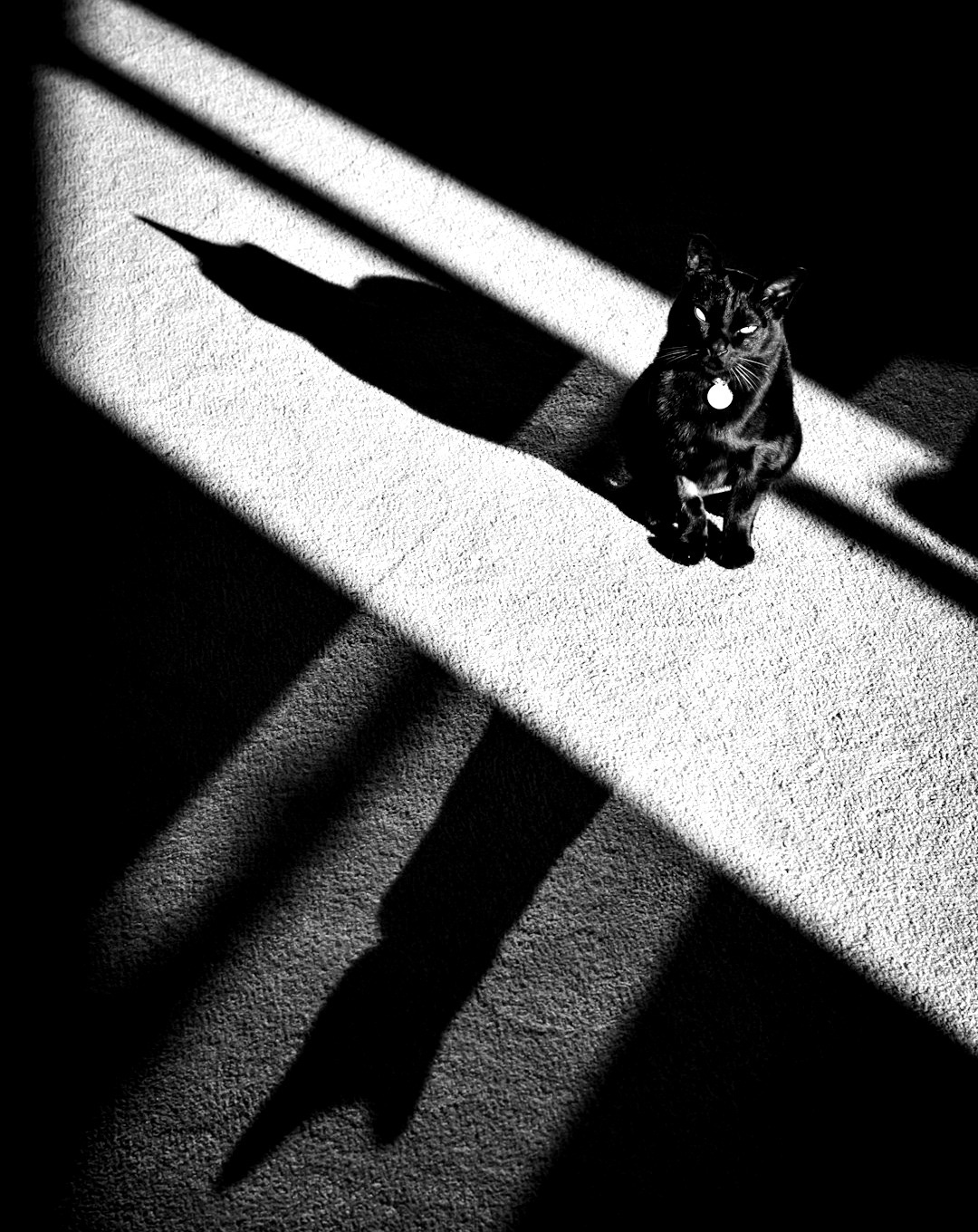 A black cat sits on a carpet with dramatic shadows. A black cat sits on a carpet with dramatic shadows.