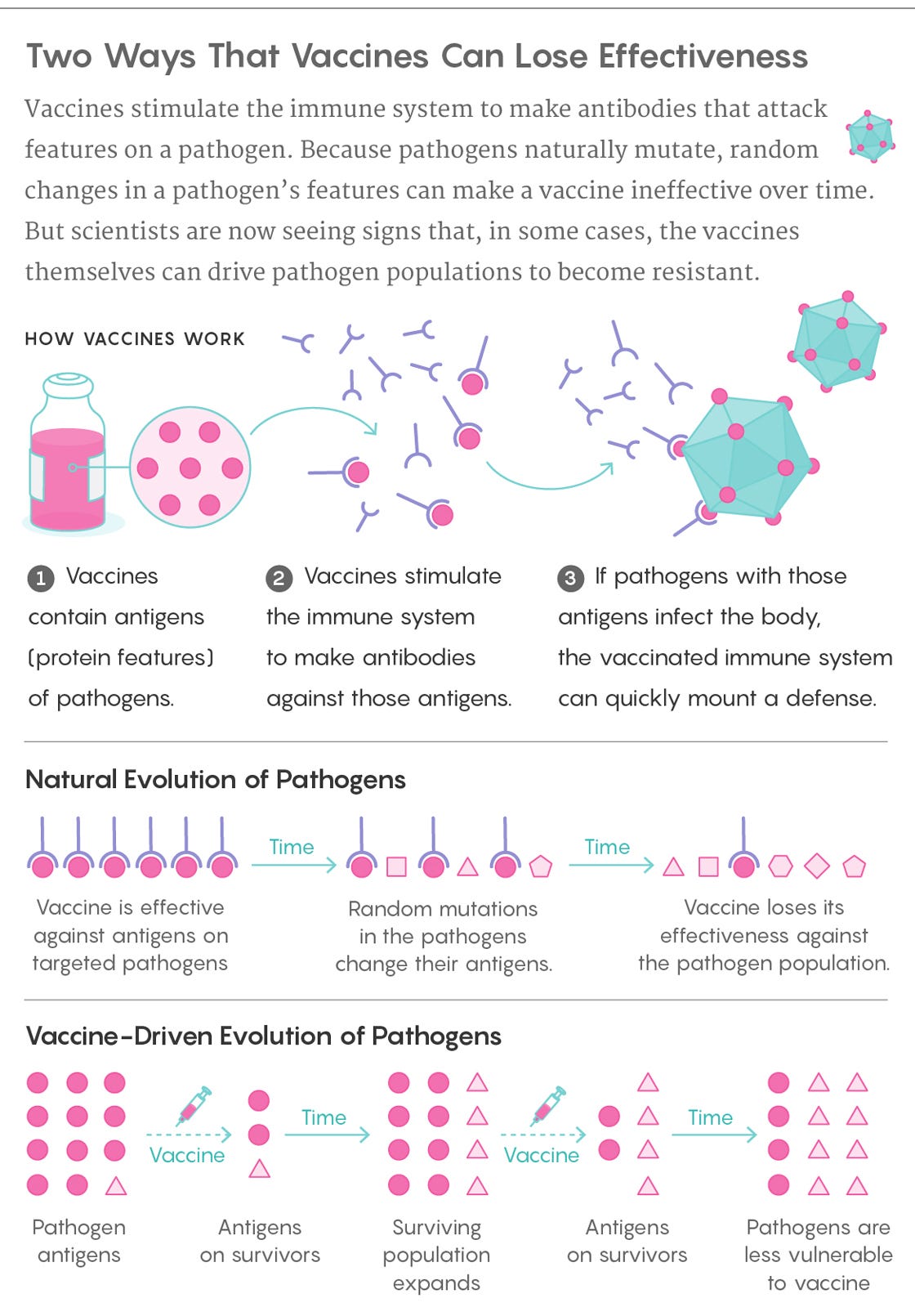 Graphic illustration: Vaccines stimulate the immune system to make antibodies that attack features on a pathogen. Because pathogens naturally mutate, random changes in a pathogen’s features can make a vaccine ineffective over time. But scientists are now seeing signs that, in some cases, the vaccines themselves can drive pathogen populations to become resistant.