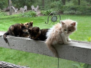 Kittens hiding next to water can on front porch, and kittens sitting on ledge inside back screen porch.