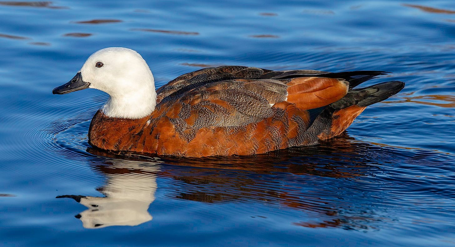 paradise shelduck on the water