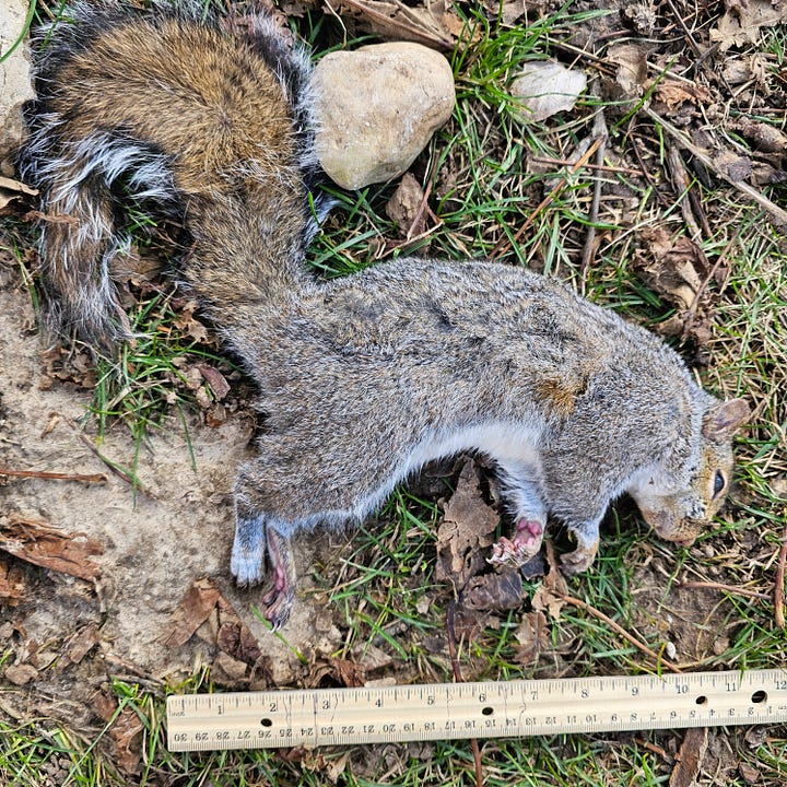 Two deceased squirrels found in our yard 1 day apart.