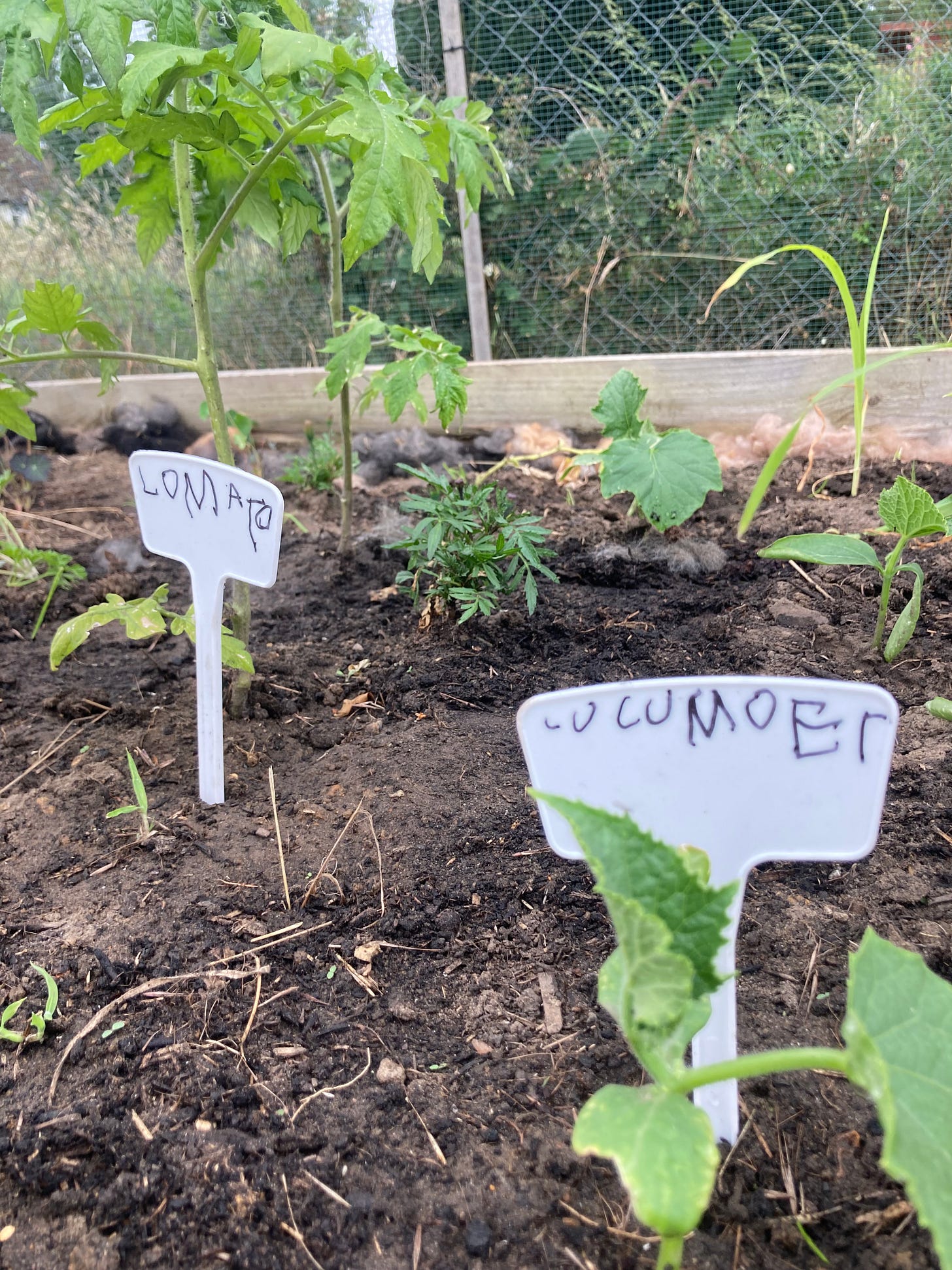 labels written by a child in vegetable garden