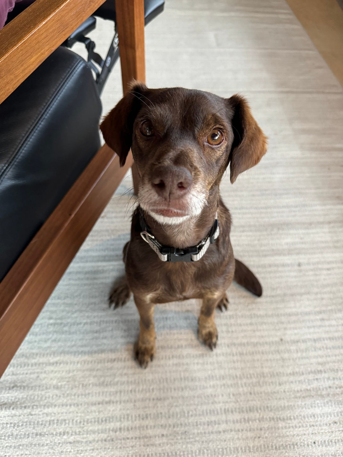 A close-up photo of our dog Loo, sitting on the ground next to a chair. He is looking directly at the camera.
