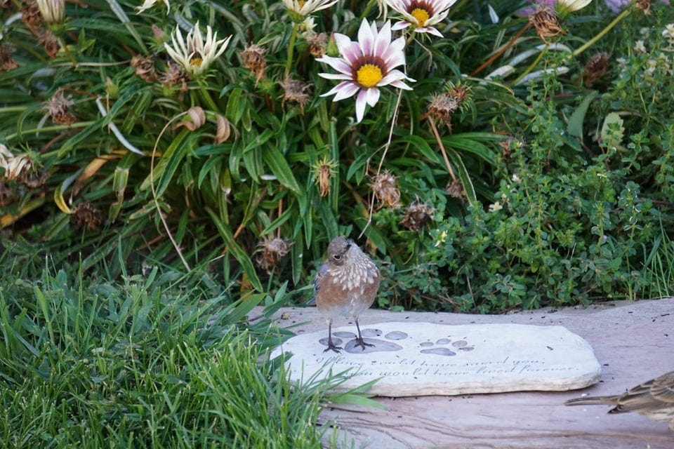 A bluebird sitting with head tilted on the gravestone of my cat Scooby