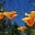 Cali Flower's avatar