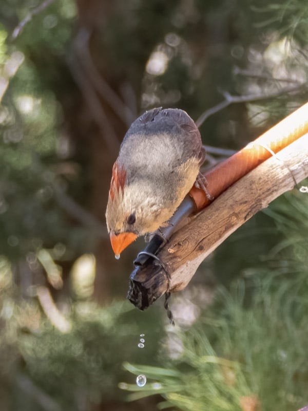 20250430-Chiricahuas-1052-Edit.jpg 20250430-Chiricahuas-1052-Edit.jpg