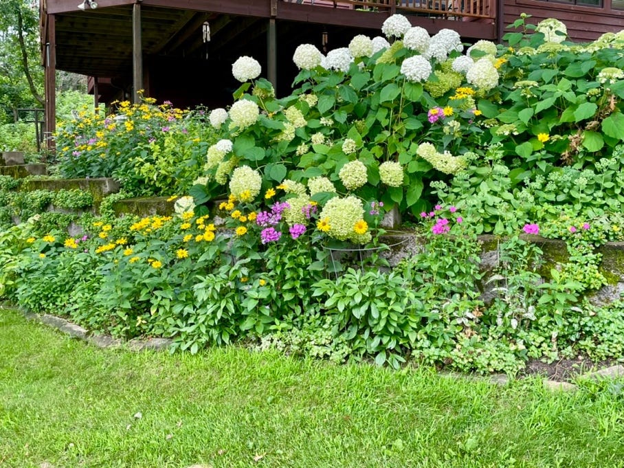 A garden with flowers and grass

Description automatically generated
