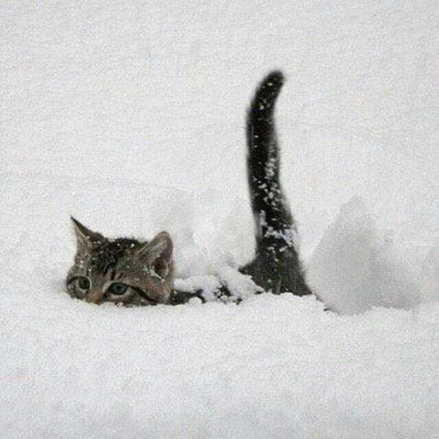 This may contain: a cat that is laying in the snow