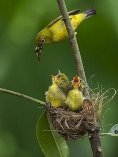 ^Oriental White-eye
