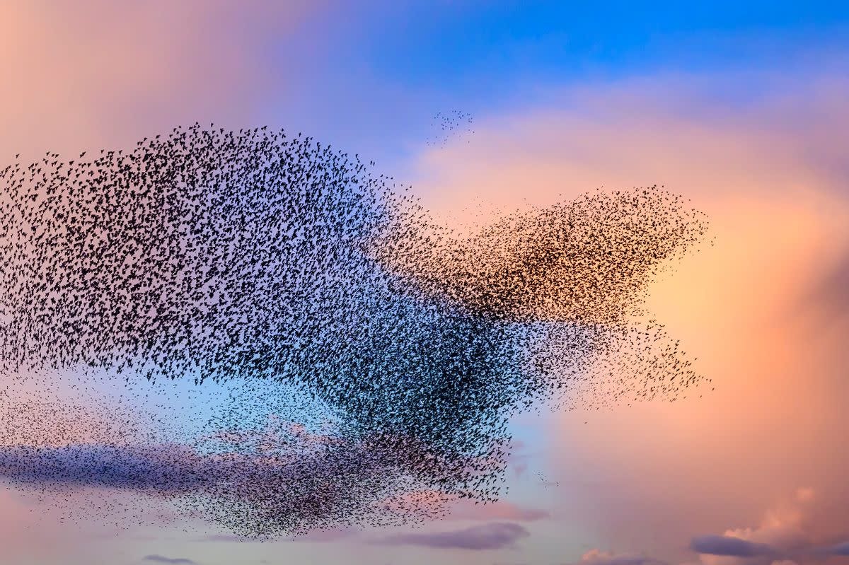 Fact Check: Yes, photographers have genuinely captured images of starlings  flying in the shape of a bird