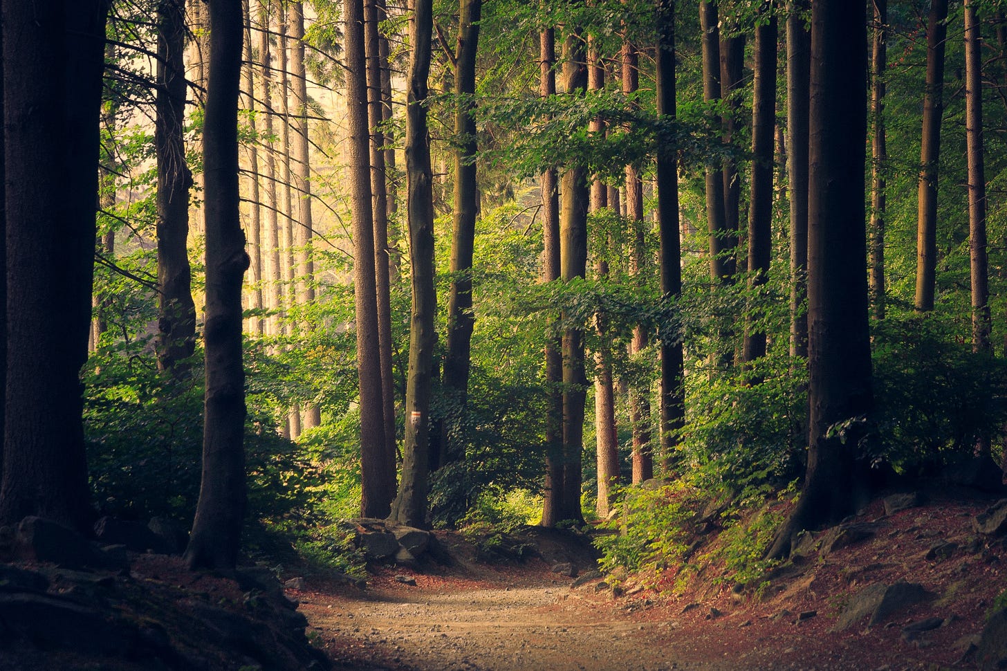 Path through a forest of tall trees with green leaves.