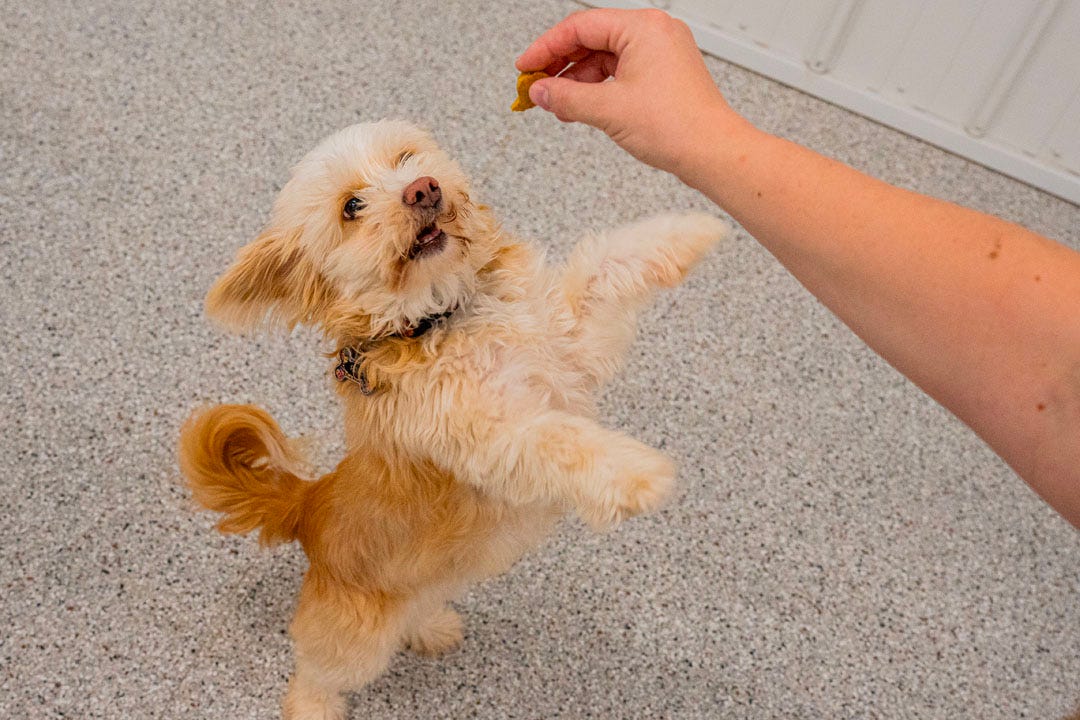 Dog Training Tips | Dog's Den