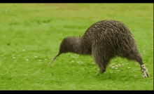 Kiwi Bird GIFs | Tenor