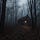 Voices From Peasedale Woods