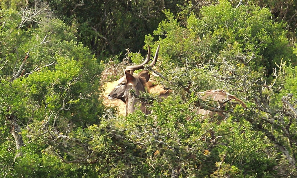 Kudu and lion pair