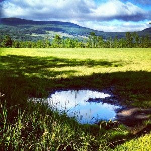 heart puddle heart puddle