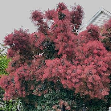 File:Smokebush.jpg
