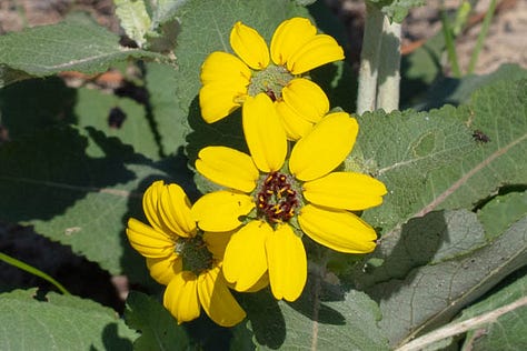 Three close-ups of the flowers of soft greeneyes. They are yellow and daisy-like, with yellow ray flowers and green or green and brown centers. The third photo shows the underside of one flower head, cupped in an overlapping collection of leaves that are reminiscent of rose petals.