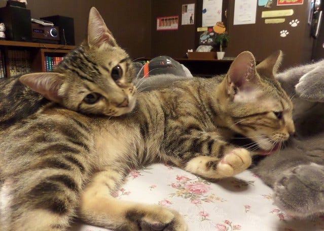 Cat Cafe Nanny Cat Cafe Nanny