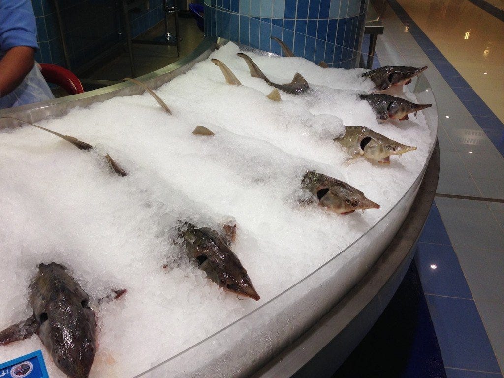 Sturgeon