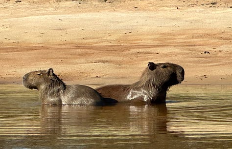 A deer, Tapir and monkey in the amazon jungle