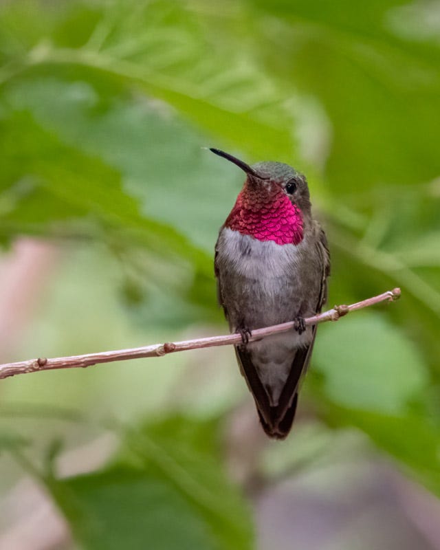 20250721-MillerCanyon-784-Edit.jpg 20250721-MillerCanyon-784-Edit.jpg