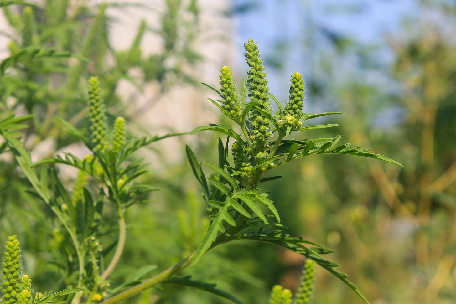 Ragweed Allergy: Causes, Symptoms, Treatments, and More Ragweed Allergy: Causes, Symptoms, Treatments, and More