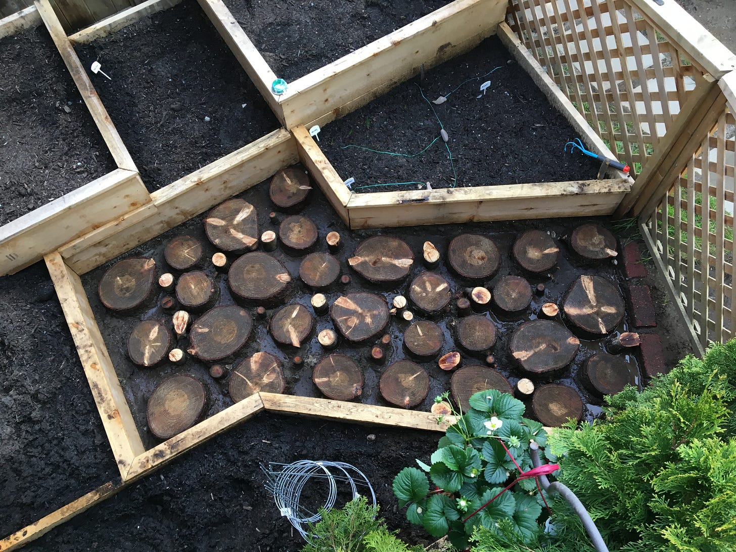 Picture shows vegetable gardening boxes with a fence around them