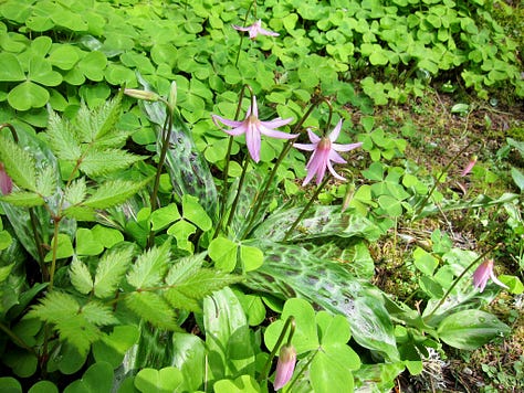 Closeup and overview series of shooting stars, pink dogtooth violet, fritallaria, primrose...perfection!