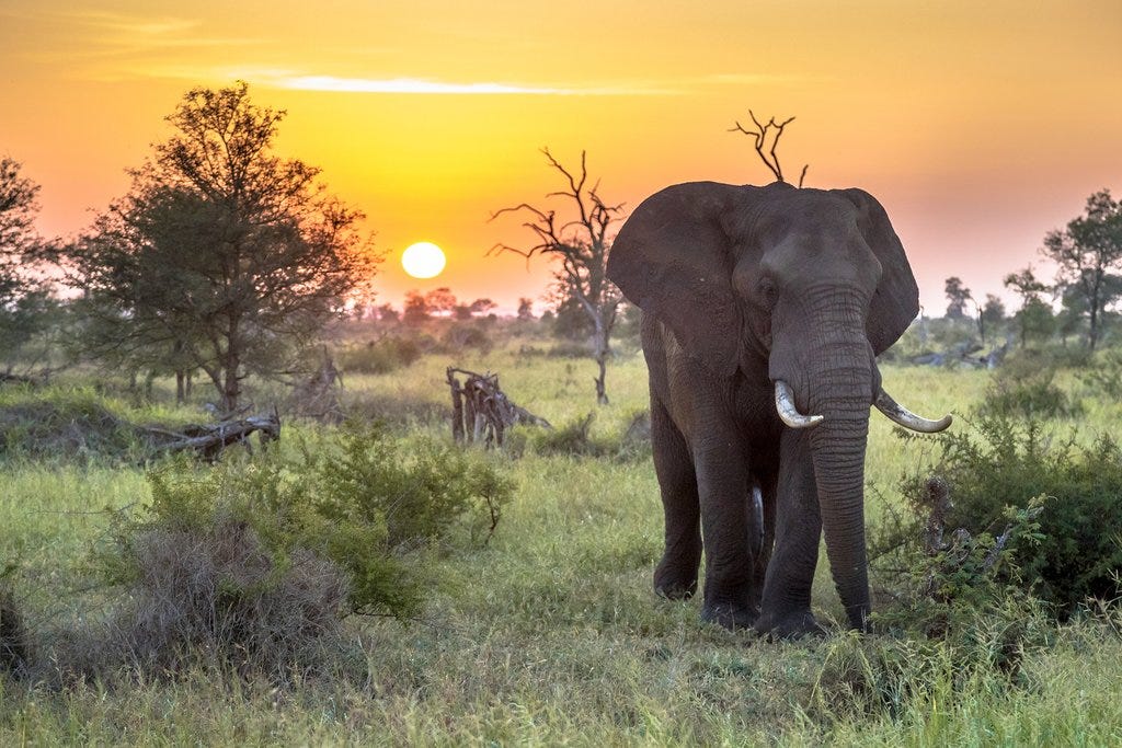 Best Time of Year to Visit Kruger National Park | kimkim
