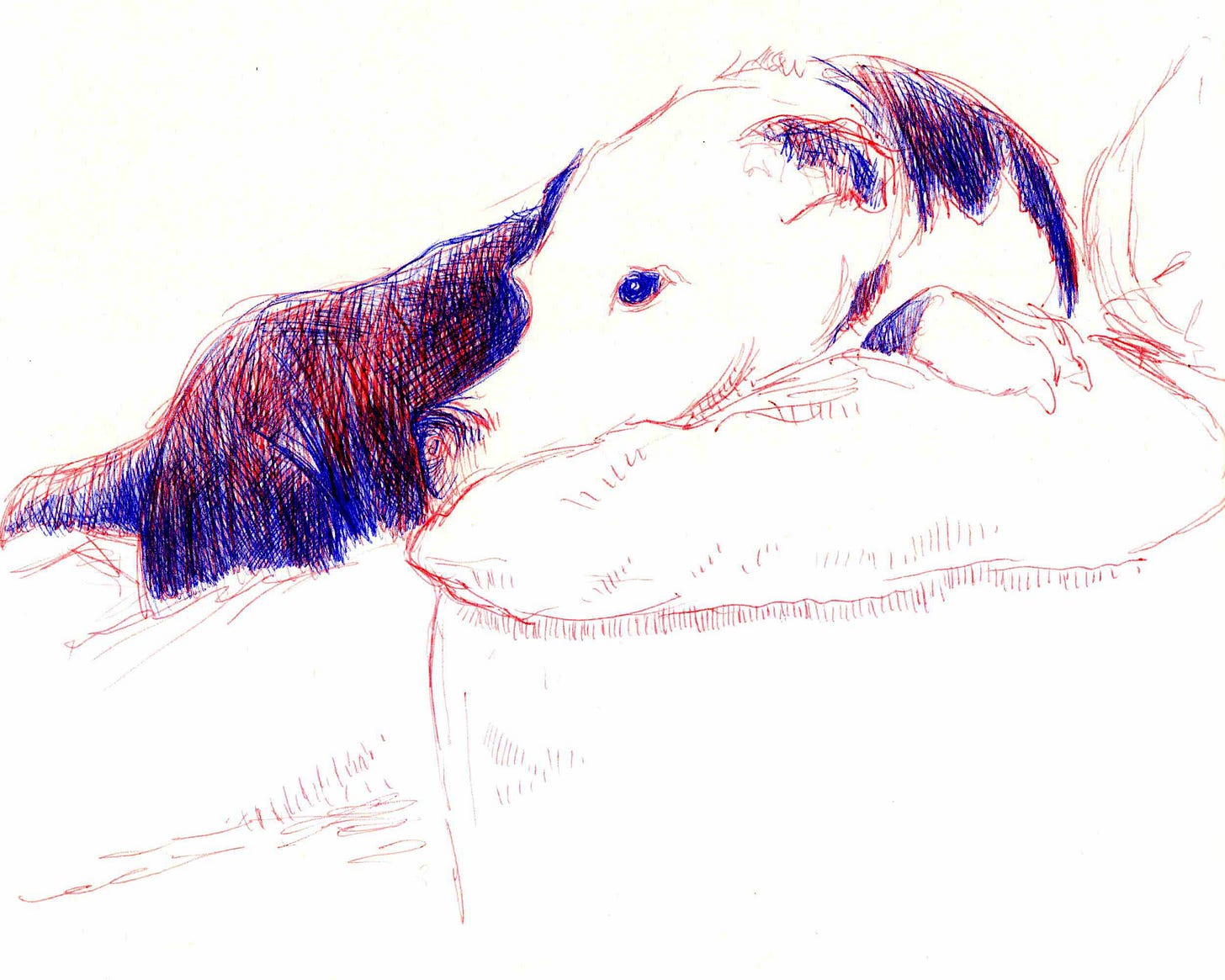Red and blue ballpoint sketch of a dog resting on a couch.