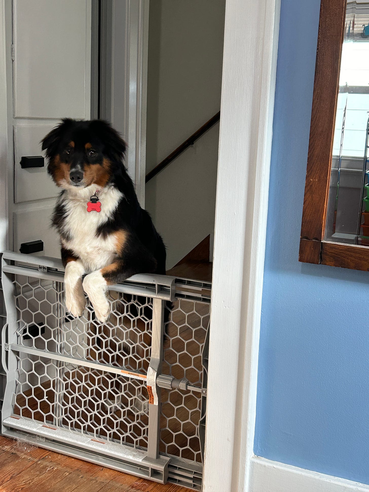 Adorable black, white, and brown dog has his sweet little front paws on the top of the baby gate that is separating him from his favorite person in the world.
