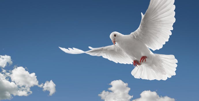 The Sign of the Dove The Sign of the Dove