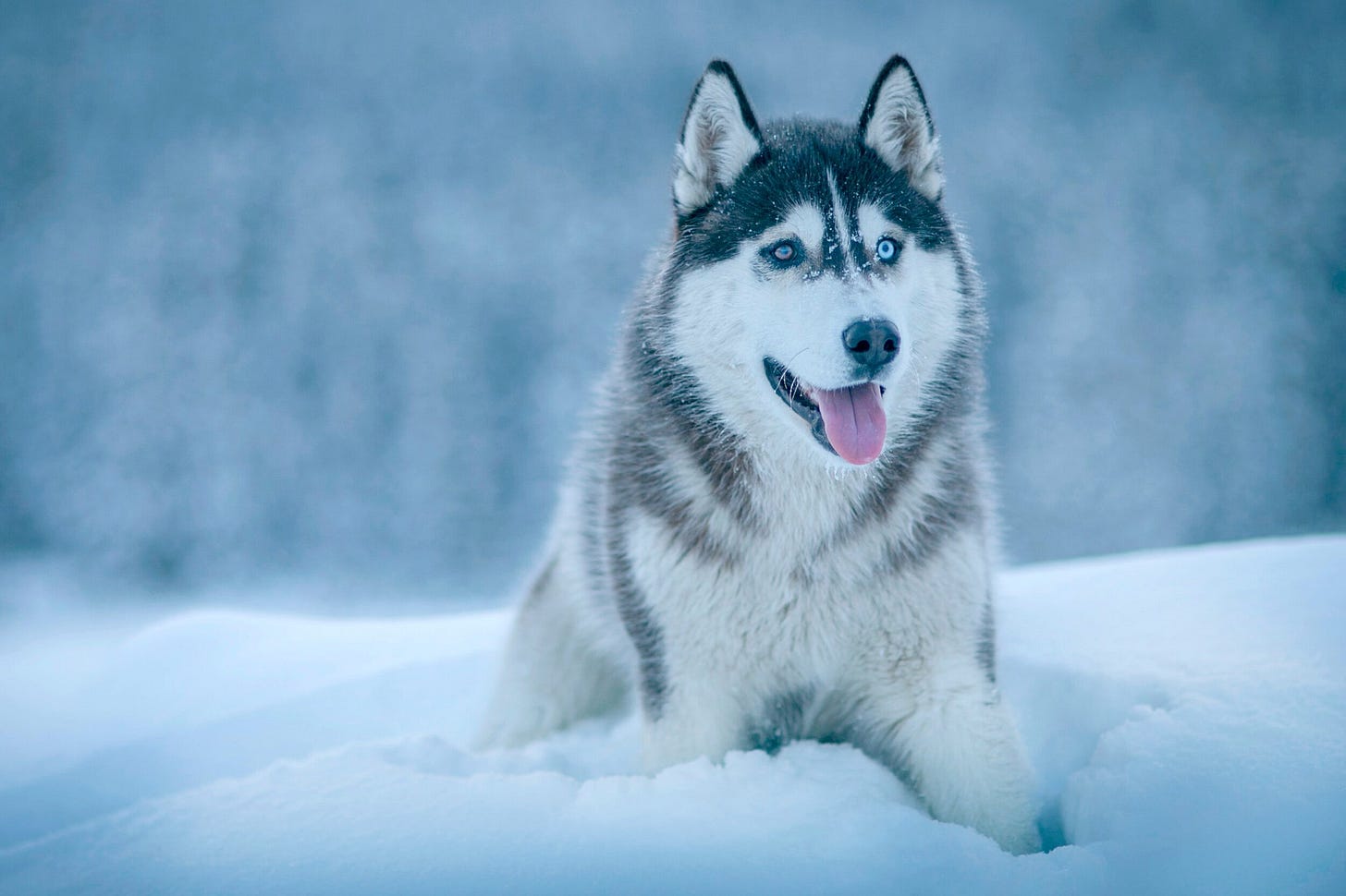 Your Guide to Sled Dog Breeds — Qrill Pet Arctic World Series
