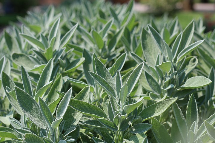 Hand pie with dipping sauce. Fresh sage plant. Photos by Caroline Ross and Marina Yalanska via unsplash.