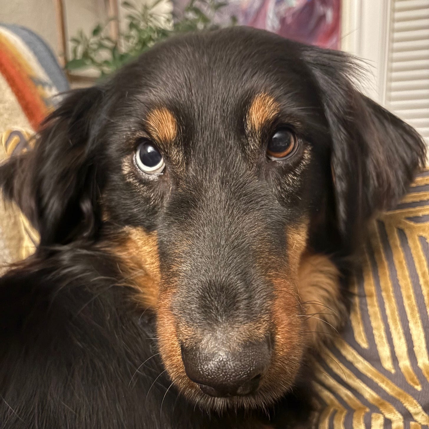 Black and brown dog leaning against a gold pillow, staring directly at the camera
