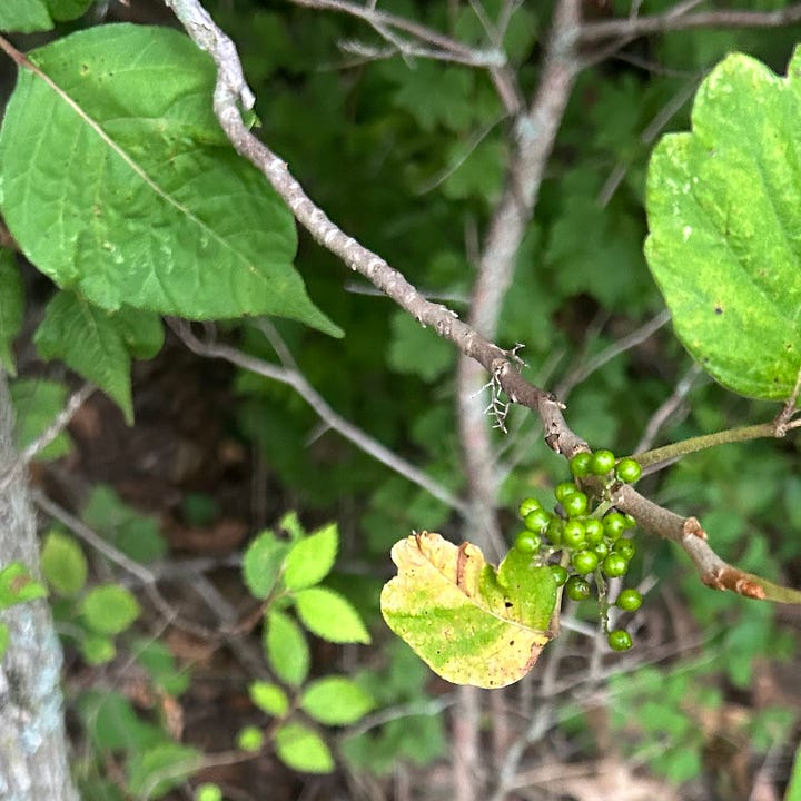 Two images show poison ivy. The first features deep green leaves wrapping around a tree. The second shows tiny green berries the plant grows.