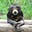 Sun Bear's avatar