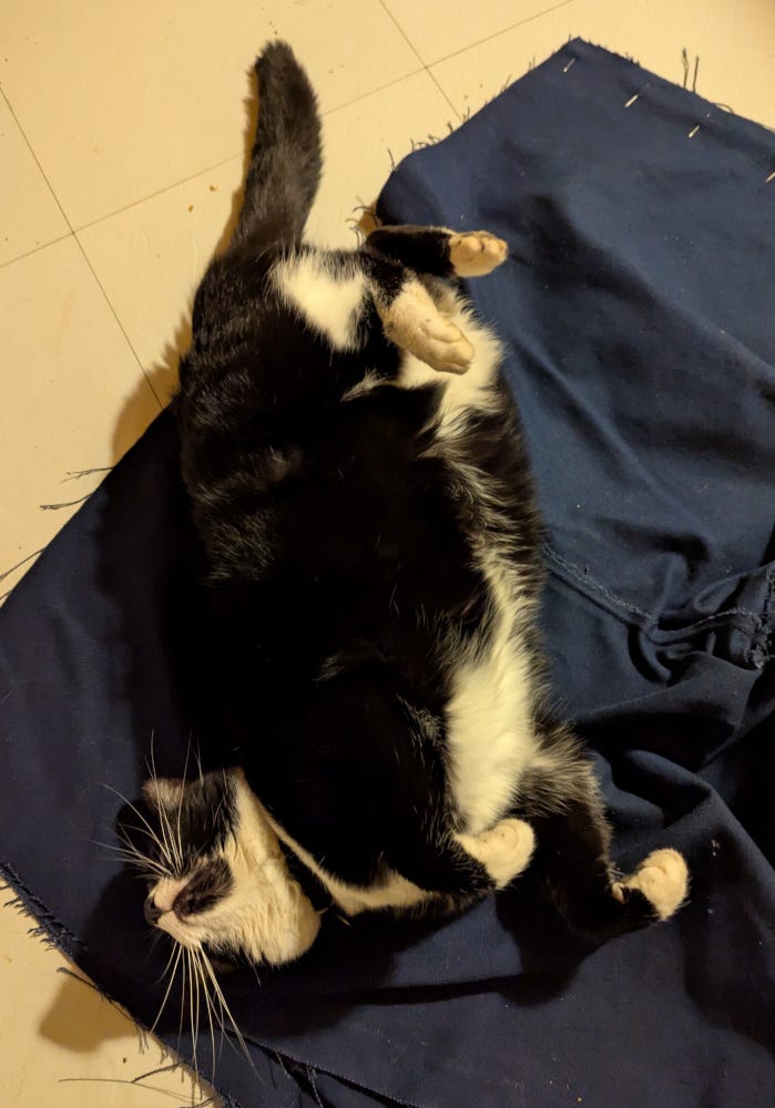 Cricket "helping" me pin the new pants I'm sewing, and being very silly