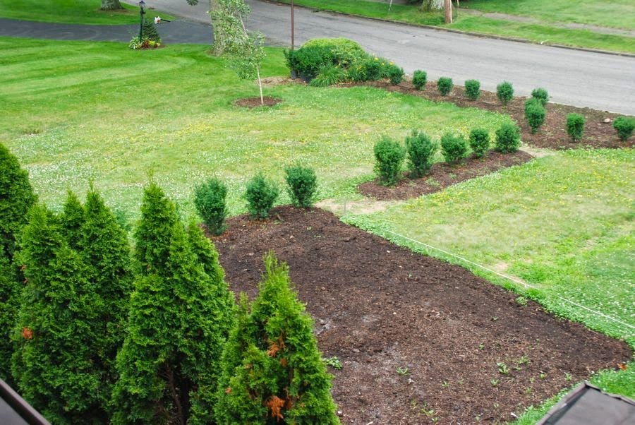 When we arrived, the tall arborvitae (left) were by the house and the lawn ran to the street and neighbors. We started adding the hedging right away and you can see the first birch tree in the new Birch Walk garden. We added compost (in foreground) to the Cottage Garden beds, but the lawn in the Birch Walk was not smothered in any way before planting. 