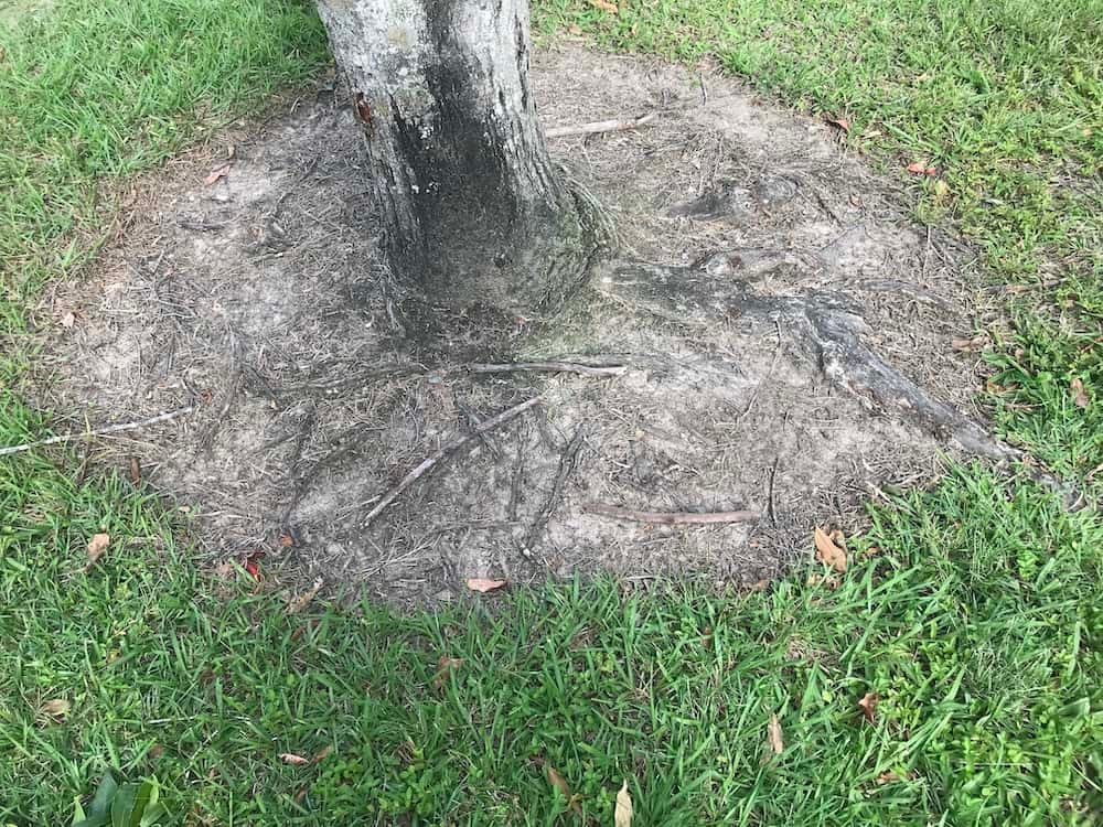 closeup under the tree