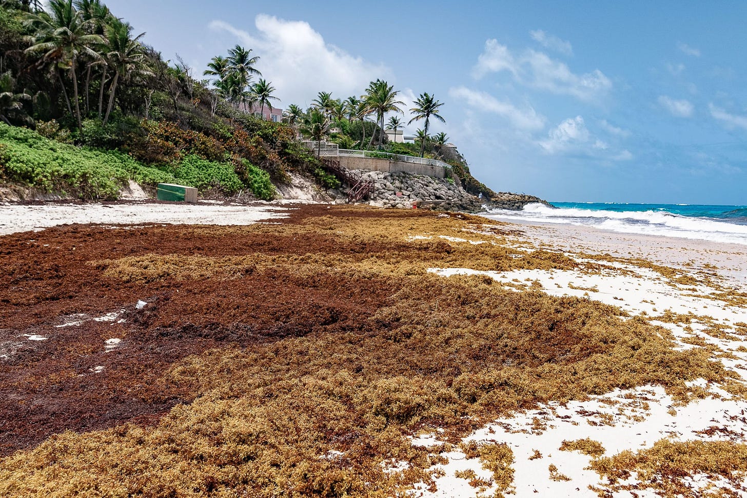 Seaweed covered beach in Barbados. Seaweed covered beach in Barbados.