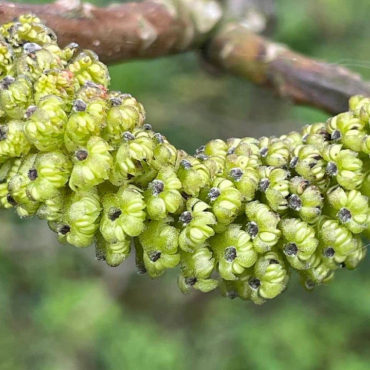 male catkins of walnut tree