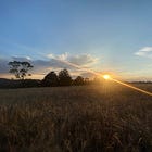 La soledad de los campos amarillos
