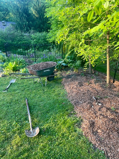 Weeding, edging and mulching the pond garden and the Black Locust hedge at the end of the lawn.