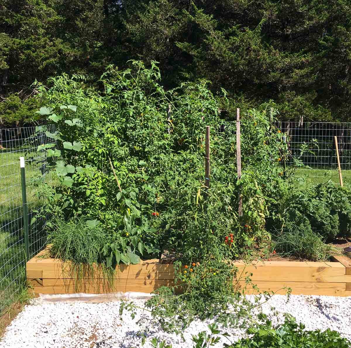 Overgrown tomato plants in the garden that almost ate Roxbury. Overgrown tomato plants in the garden that almost ate Roxbury.